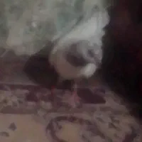 کفتر خال سبز