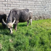 از همه نظر شیرطی میدم