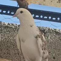 کبوتر گرفتنی