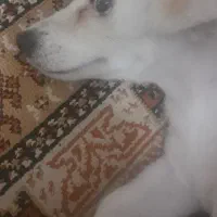 سگ خانگی