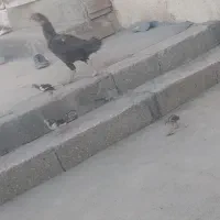 یک عدد مرغ لاری گوشتی با جوجه