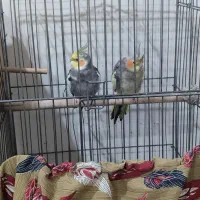 یک جفت عروس هلندی آمده