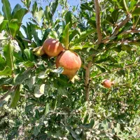 300-متر-باغ-سند-دار-در-باغستان-شهریار