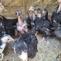 جوجه گلین خال سوزنی