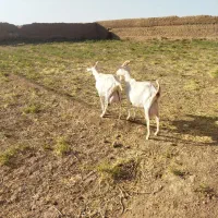 بز سانن