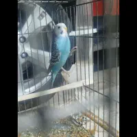 مرغ عشق نر