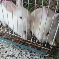 خرگوش|موش و خرگوش|گرگان, |دیوار