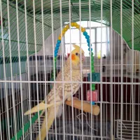 عروس هلندی گلباقالی
