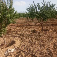 باغمیوه-مساحت2500مترلوله-کشی-قطره-ای4ساله