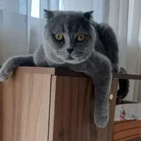 گربه اسکاتیش دبل فولد بلو نر جفتگیری