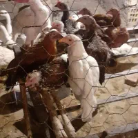 جوجه محلی  تخم مرغ