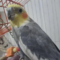 پرنده|پرنده|فردوسیه, |دیوار