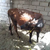 معاوضه گاو