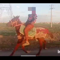 اسب نریون یورقه