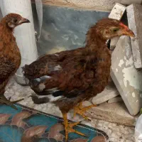 دو عدد جوجه محلی سالم و سرحال و زرنگ