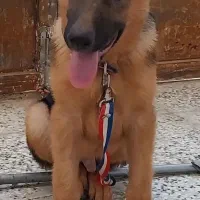 توله شرمن شپرد