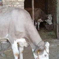 گاو