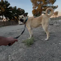 سگ سراب