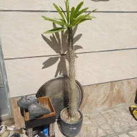 نخل ماداگاسکار