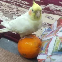 طوطی عروس گمشده شهر چمران