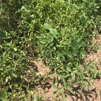 نهال گوجه مبین