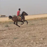 کره شاهین (شاهزاده