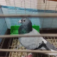 کفتر