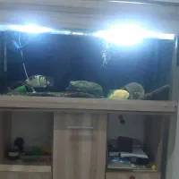 آکواریوم شیشه خم