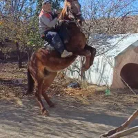 اسب نجیب (تندر)