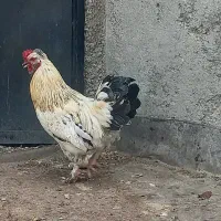 خروس|حیوانات مزرعه|مشهد, کشف|دیوار