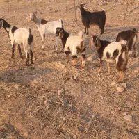 فروش بز وبی وبز خشک وبی نر