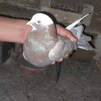 کفتر|پرنده|ساوه, |دیوار