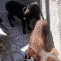 بره‌شیری