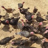 پرنده