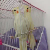 عروس هلندی