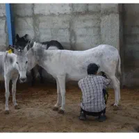 شیر الاغ تازه