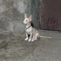 سگ پاکوتاه