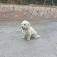 واگذاری رایگان سگ شیتزو