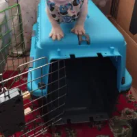 باکس سگ کاملاسالم