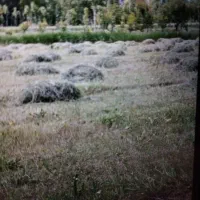 یونجه چین اول