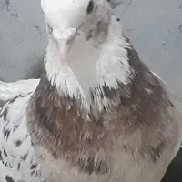 کبوتر  پرشی  (جفت ۲۵۰۰)