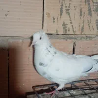 کفتر ماده
