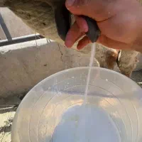 شیر و روغن الاغ