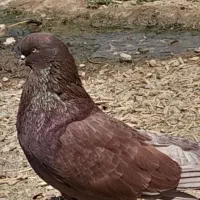 قددار|پرنده|نمین, |دیوار