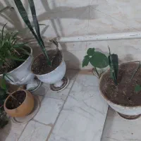گل و گیاه|گل و گیاه طبیعی|یزد, |دیوار