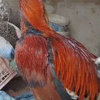 خروس لاری