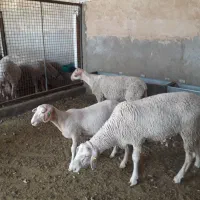 فروش بره لاکن فرانسوی ۷ ماهه