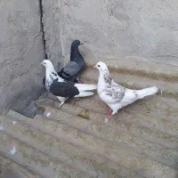 جوجه کفتر پرشی