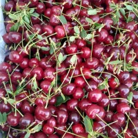 آلبالومجاری