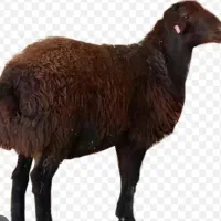 فروش گوسفند کردستان